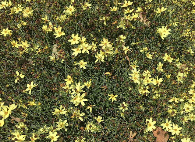 Sall yellow flowers