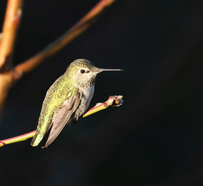 Anna's hummingbird