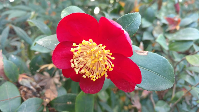 Red camellia blossom with gold center