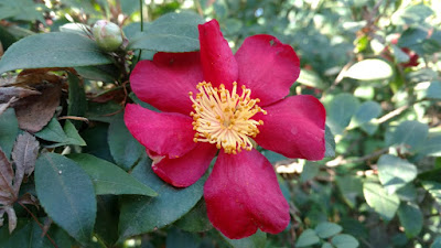 Dark red camellia blossom