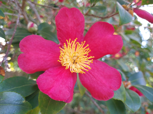 Red camellia blossom