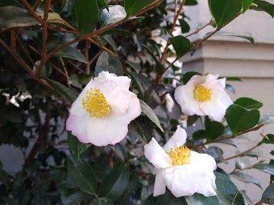 White camellia