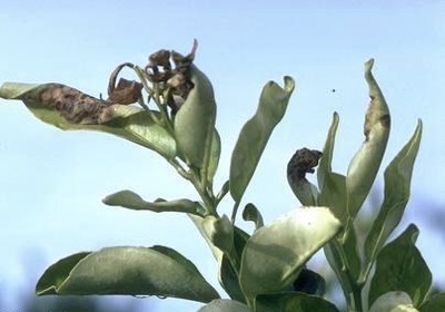 Citrus branch with leaf damage from frost