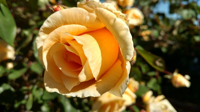 Butter-yellow rose bloom