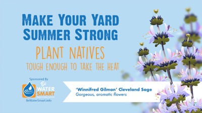Cleveland sage ad for Be Water Smart
