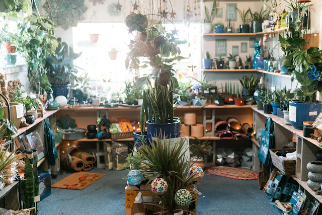 Houseplants on shelves