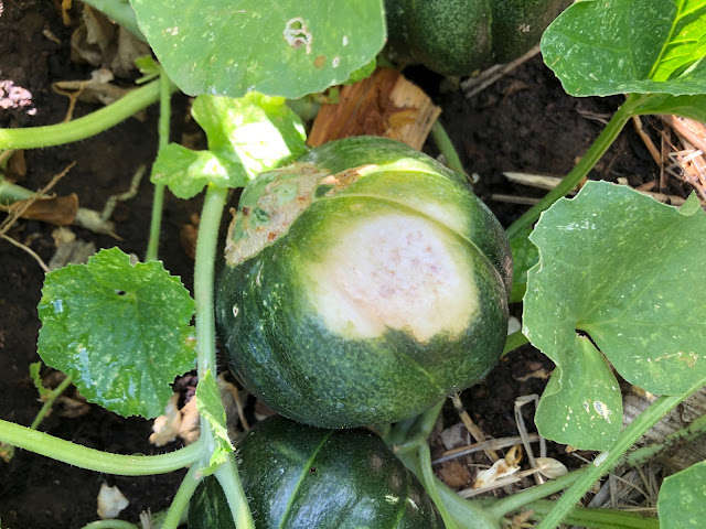 Melon with sunburn