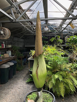 Tall vase-shaped corpse flower bloom