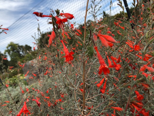 Orange-red trumpet shaped flowers on grey-green foliage