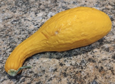 Crookneck squash