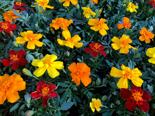 Marigolds