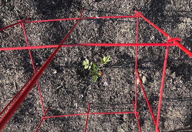 Small tomato plant in ground with red cage