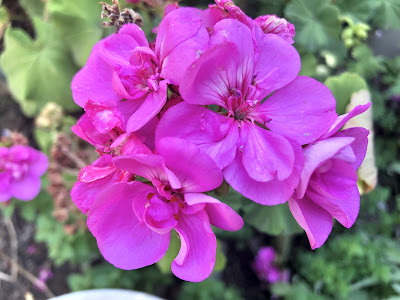 Rose-pink geranium blossom