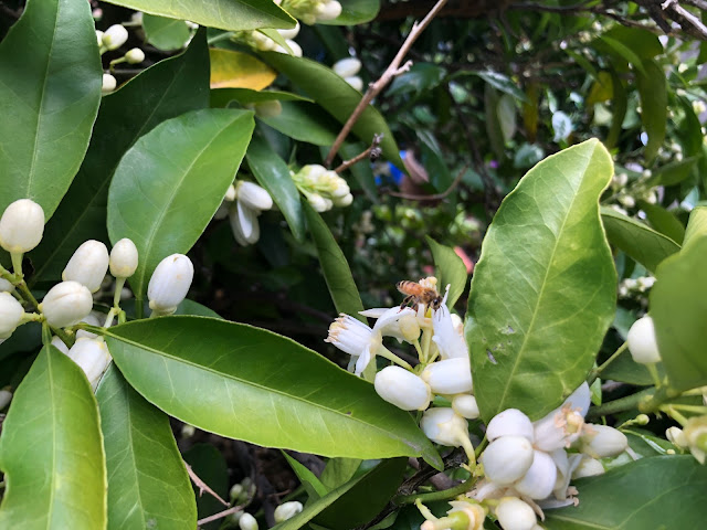Orange blossoms and bee