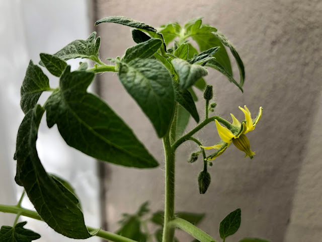 Sacramento Digs Gardening Dig In Garden Checklist For Week Of April 28