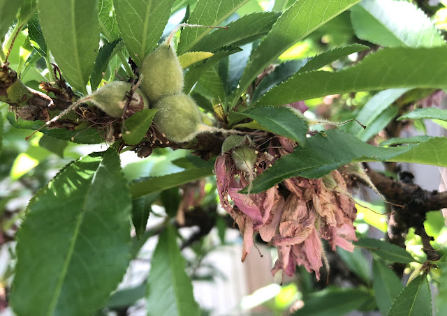 Baby peaches on branch