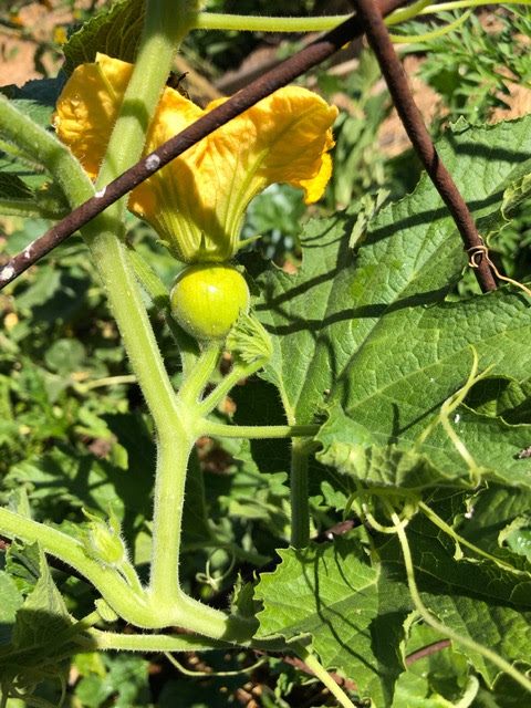 Small pumpkin on vine on trellis