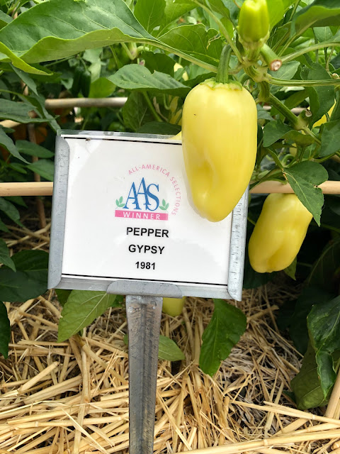 Two light yellow peppers on plants with straw mulch