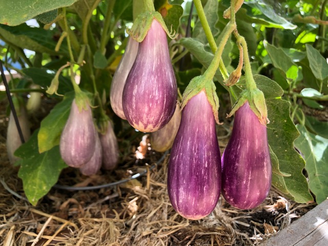 Purple and white eggplants