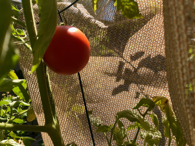 Tomato plant with shade cloth