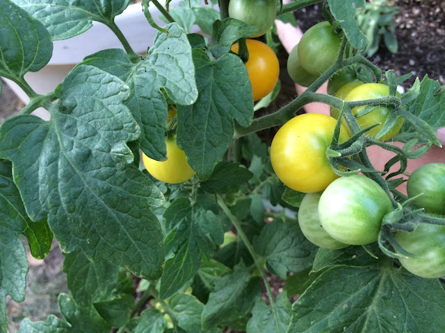 Small yellow tomatoes