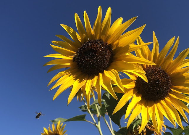 Sunflower blossoms and a bee against a blue sky