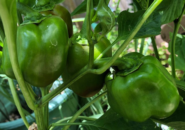 Green bell peppers on bush