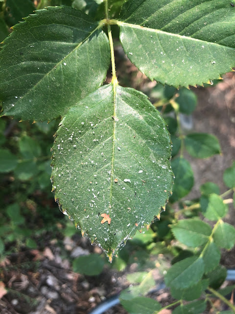 Rose leaf with ash