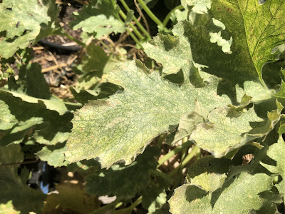 Zucchini plant with spider mite damage on leaves