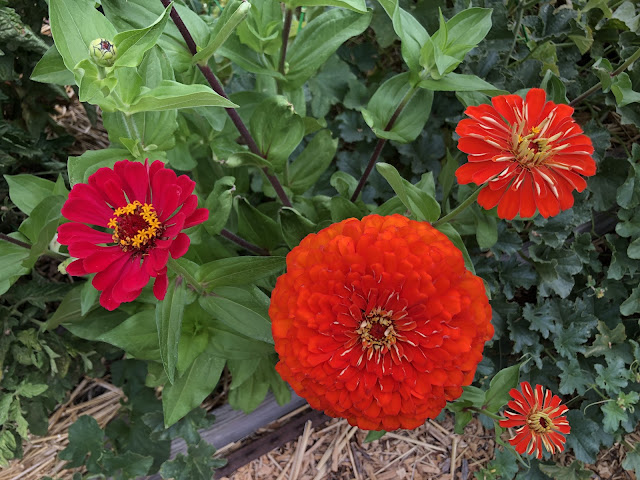 4 red zinnias