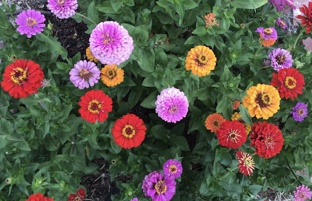 Red, pink and orange zinnias in bloom