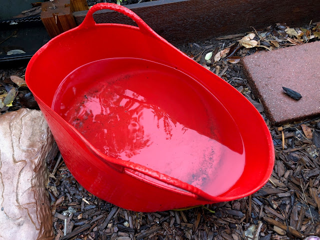 Red bucket with rainwater