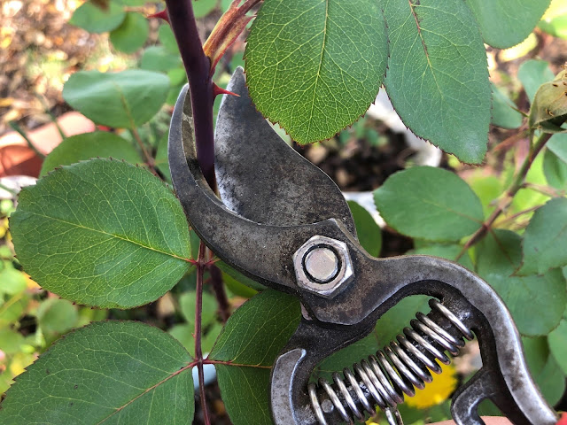 Pruning shears cutting a rose cane