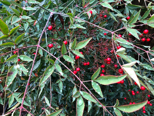 wet leaves and red berries