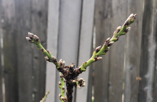 Dormant peach tree