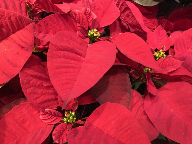 Red poinsettias