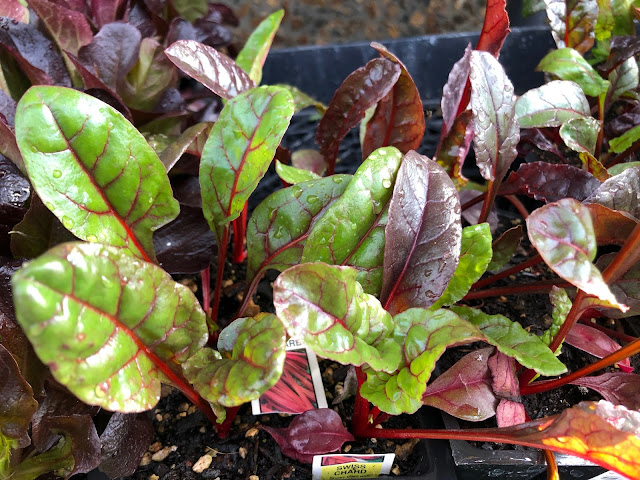 Reddish green chard in sixpacks