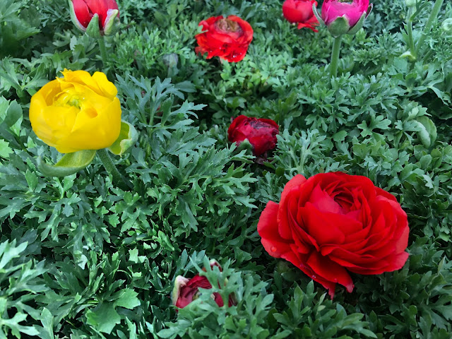 Yellow and red ranunculus