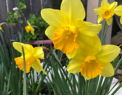 Several yellow daffodils