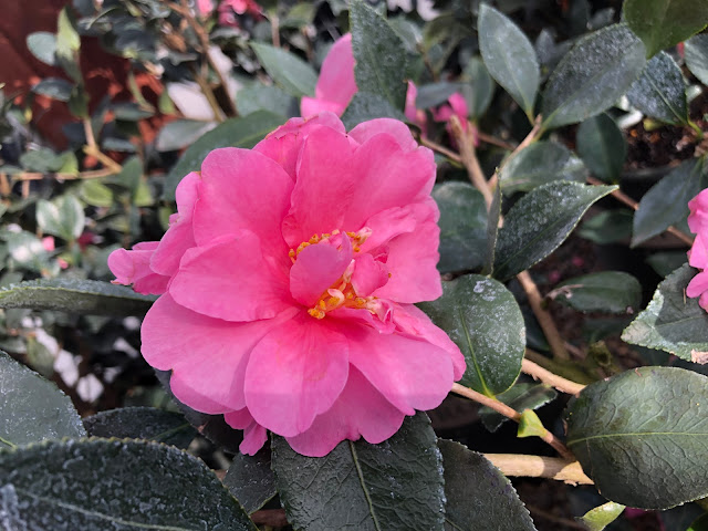 Camellia