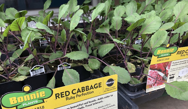 Six packs of red cabbage seedlings
