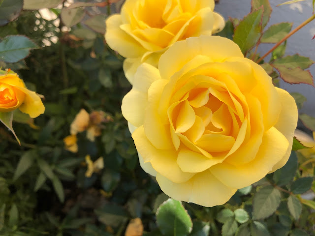 Yellow roses