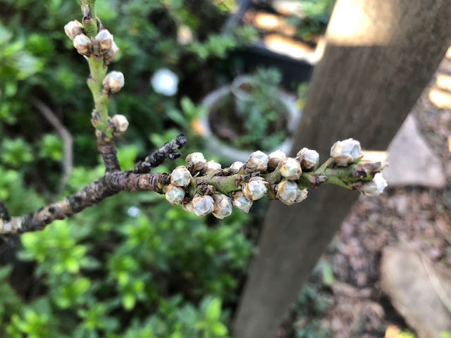 Peach buds on a branch