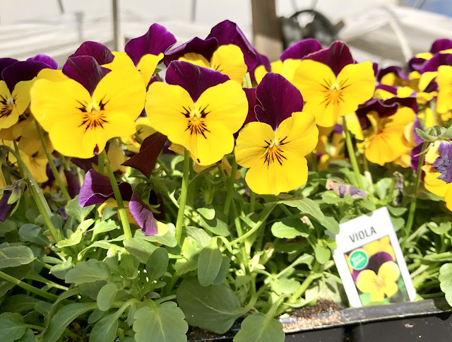 Yellow and purple violas