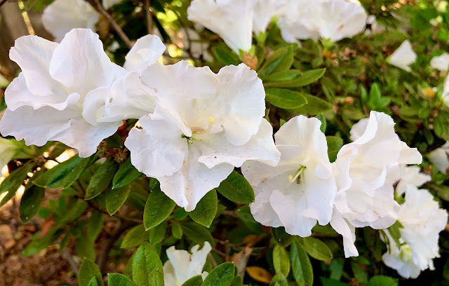 Azaleas