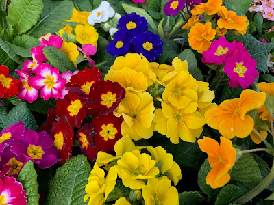 Primroses and polyanthas