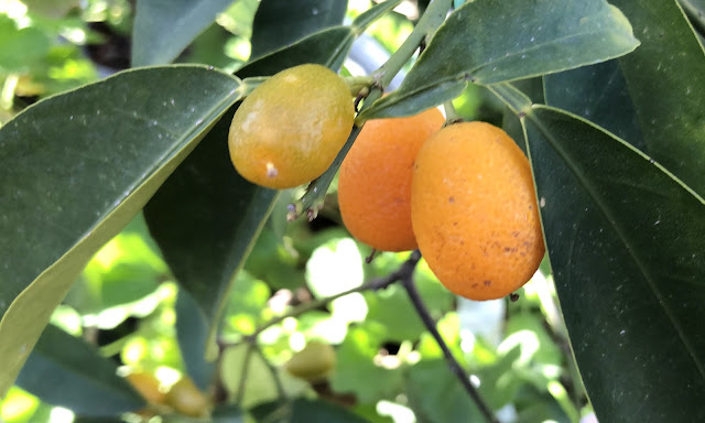 Ripening kumquats