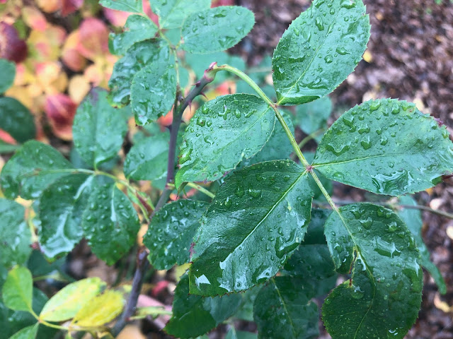 wet rose bush