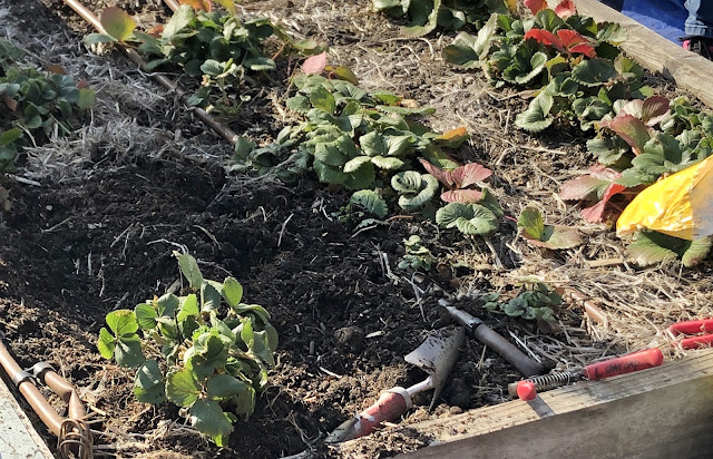 Strawberry plants