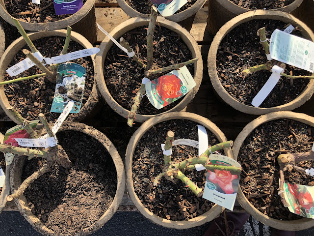 Bare-root roses in pots